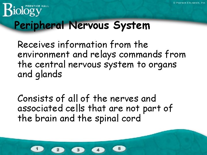 Peripheral Nervous System Receives information from the environment and relays commands from the central