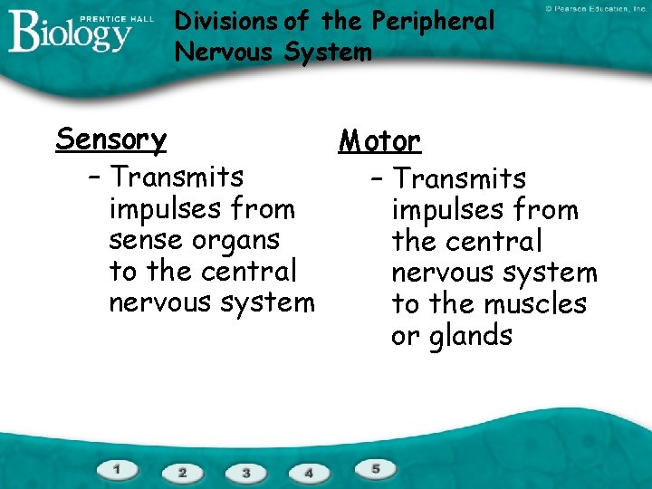 Divisions of the Peripheral Nervous System Sensory Motor – Transmits impulses from sense organs