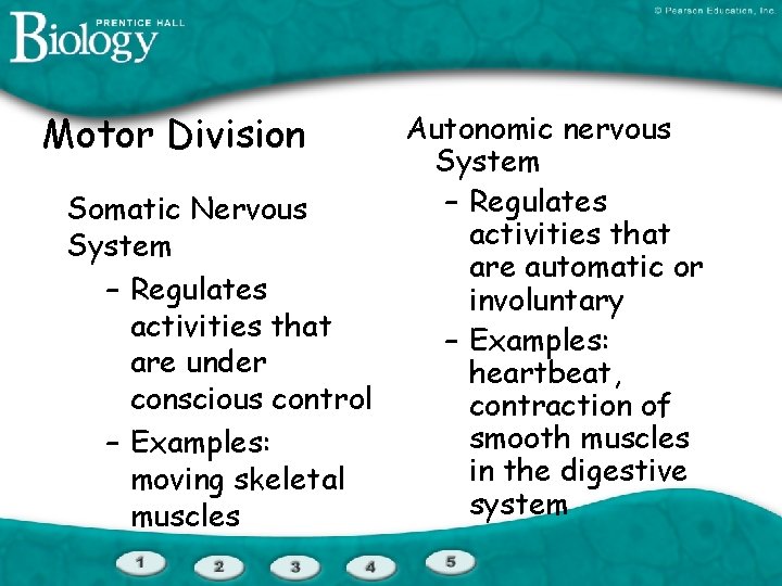 Motor Division Somatic Nervous System – Regulates activities that are under conscious control –