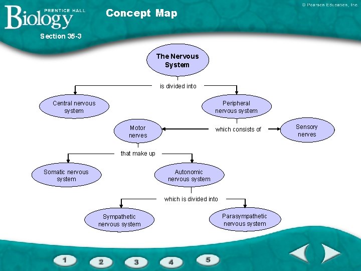 Concept Map Section 35 -3 The Nervous System is divided into Central nervous system