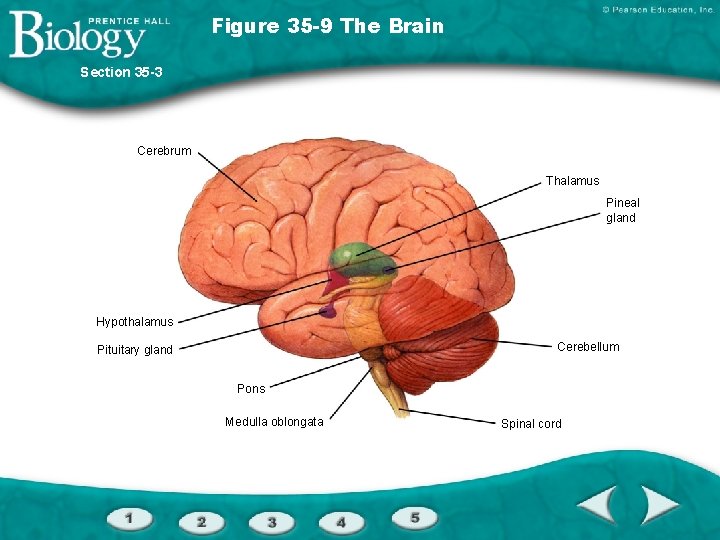 Figure 35 -9 The Brain Section 35 -3 Cerebrum Thalamus Pineal gland Hypothalamus Cerebellum