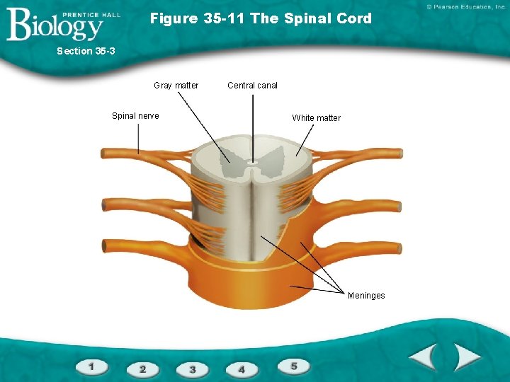 Figure 35 -11 The Spinal Cord Section 35 -3 Gray matter Spinal nerve Central