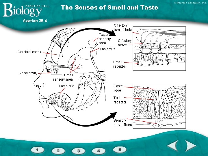 The Senses of Smell and Taste Section 35 -4 Olfactory (smell) bulb Taste sensory