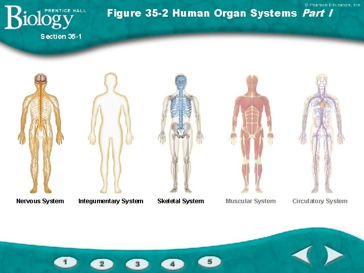 Figure 35 -2 Human Organ Systems Part I Section 35 -1 Nervous System Integumentary