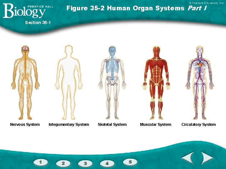 Figure 35 -2 Human Organ Systems Part I Section 35 -1 Nervous System Integumentary