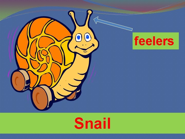 feelers Snail 