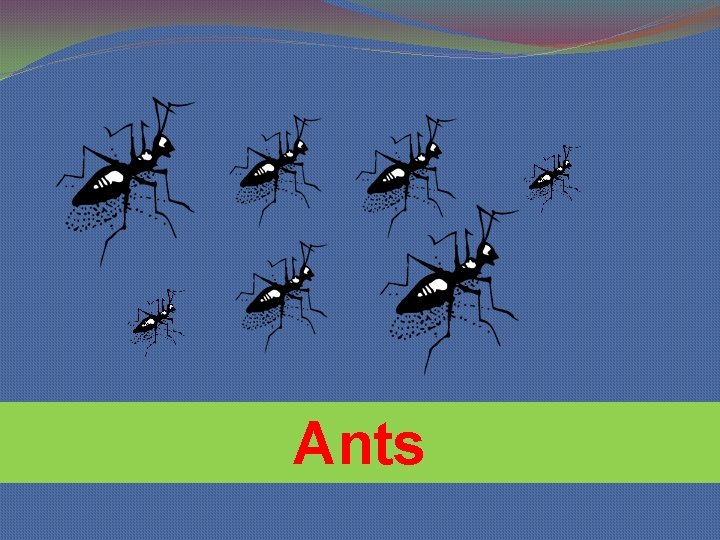 Ants 
