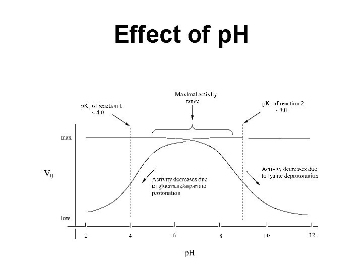 Effect of p. H 