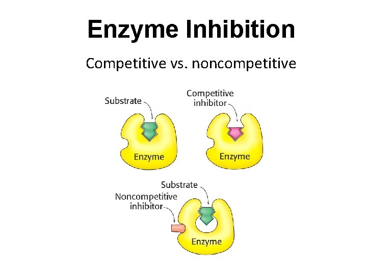 Enzyme Inhibition Competitive vs. noncompetitive 