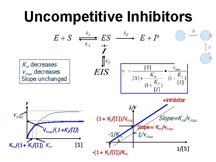 Uncompetitive Inhibitors k 2 k 1 k-1 KI’ Km decreases vmax decreases Slope unchanged
