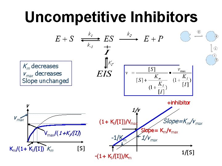 Uncompetitive Inhibitors k 2 k 1 k-1 KI’ Km decreases vmax decreases Slope unchanged