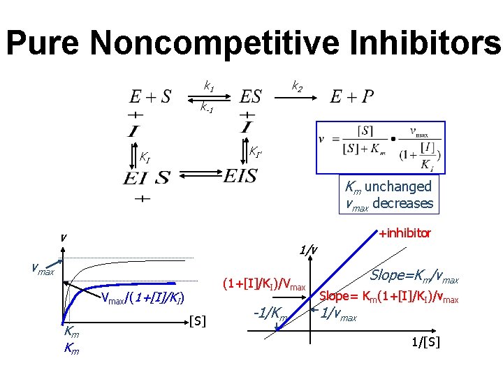 Pure Noncompetitive Inhibitors k 2 k 1 k-1 KI’ KI Km unchanged vmax decreases