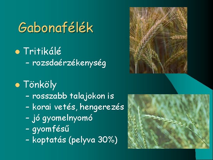 Gabonafélék l Tritikálé – rozsdaérzékenység l Tönköly – – – rosszabb talajokon is korai