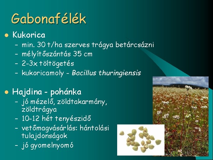 Gabonafélék l Kukorica – – l min. 30 t/ha szerves trágya betárcsázni mélyítőszántás 35