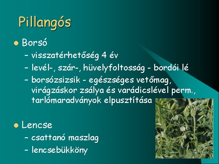 Pillangós l Borsó – visszatérhetőség 4 év – levél-, szár-, hüvelyfoltosság - bordói lé