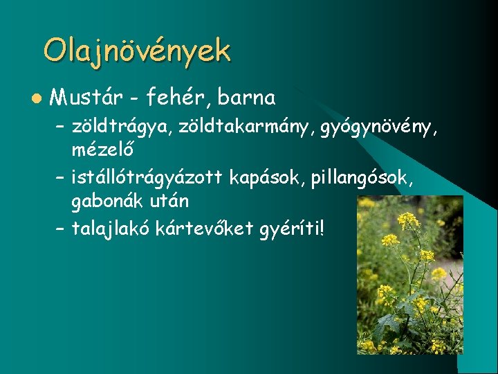 Olajnövények l Mustár - fehér, barna – zöldtrágya, zöldtakarmány, gyógynövény, mézelő – istállótrágyázott kapások,