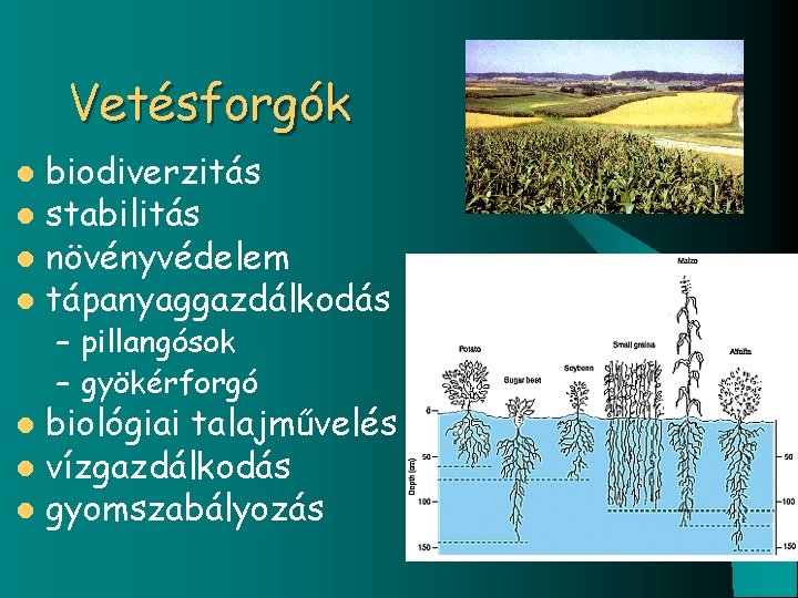 Vetésforgók biodiverzitás l stabilitás l növényvédelem l tápanyaggazdálkodás l – pillangósok – gyökérforgó biológiai