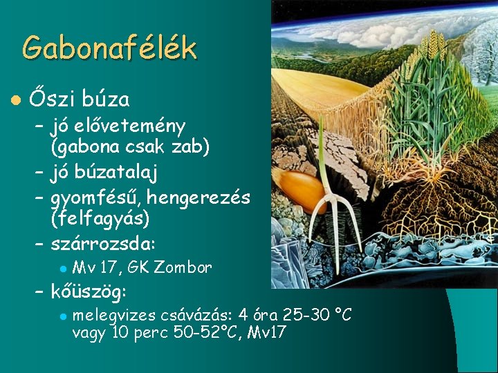 Gabonafélék l Őszi búza – jó elővetemény (gabona csak zab) – jó búzatalaj –