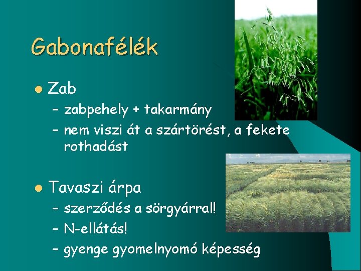 Gabonafélék l Zab – zabpehely + takarmány – nem viszi át a szártörést, a