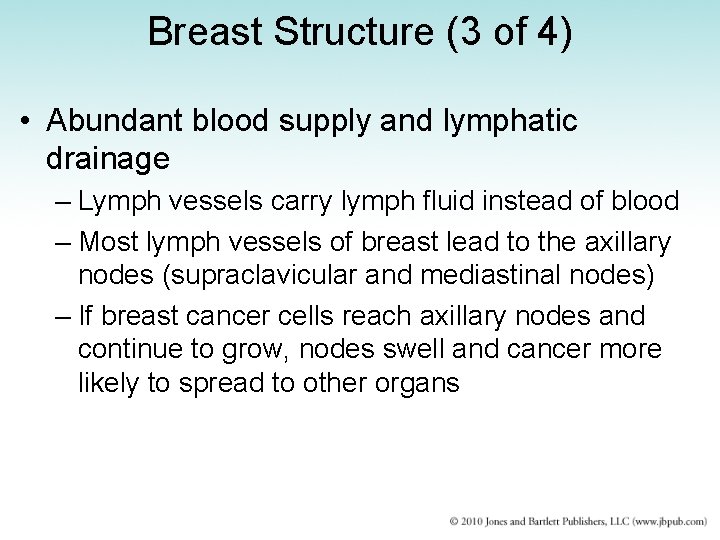 Breast Structure (3 of 4) • Abundant blood supply and lymphatic drainage – Lymph