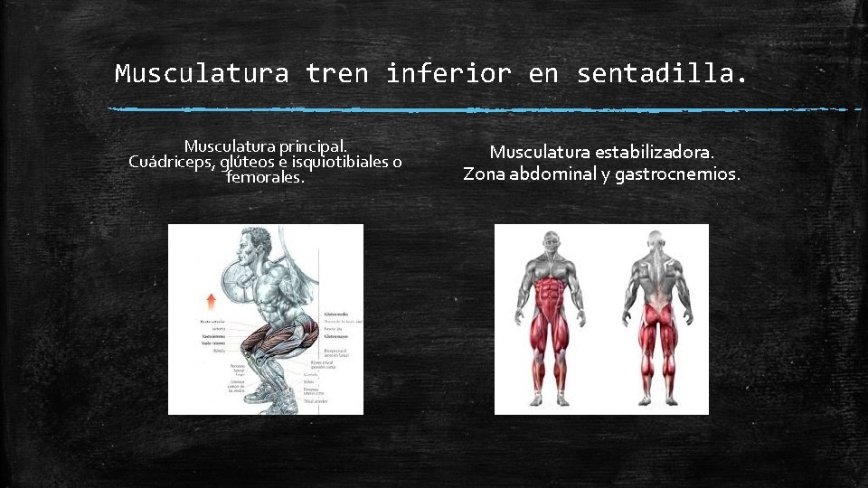 Musculatura tren inferior en sentadilla. Musculatura principal. Cuádriceps, glúteos e isquiotibiales o femorales. Musculatura