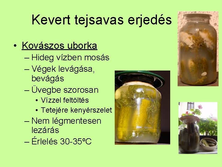 Kevert tejsavas erjedés • Kovászos uborka – Hideg vízben mosás – Végek levágása, bevágás