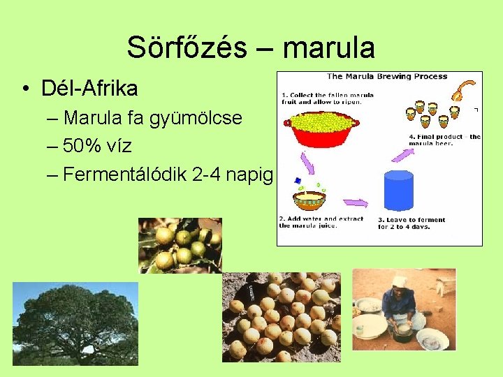 Sörfőzés – marula • Dél-Afrika – Marula fa gyümölcse – 50% víz – Fermentálódik