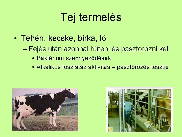 Tej termelés • Tehén, kecske, birka, ló – Fejés után azonnal hűteni és pasztörözni