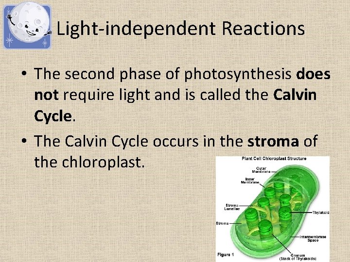 Photosynthesis Trapping the Suns Energy The process by