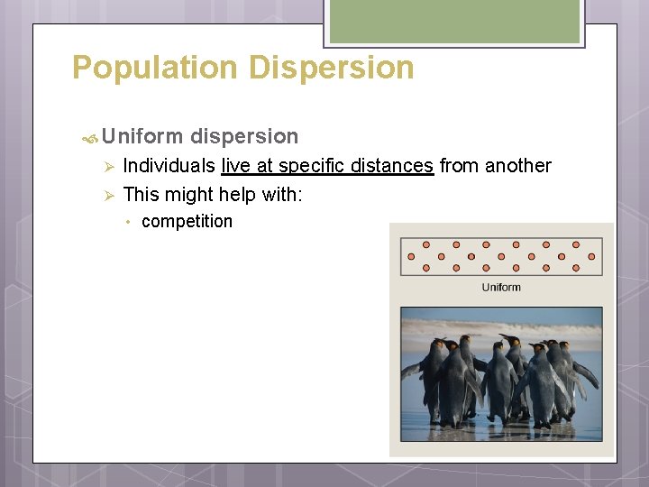 Population Dispersion Uniform Ø Ø dispersion Individuals live at specific distances from another This