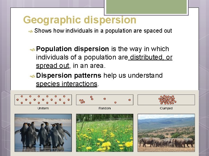Geographic dispersion Shows how individuals in a population are spaced out Population dispersion is Geographic dispersion Shows how individuals in a population are spaced out Population dispersion is