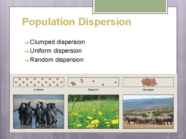 Population Dispersion Clumped dispersion Uniform dispersion Random dispersion  Population Dispersion Clumped dispersion Uniform dispersion Random dispersion