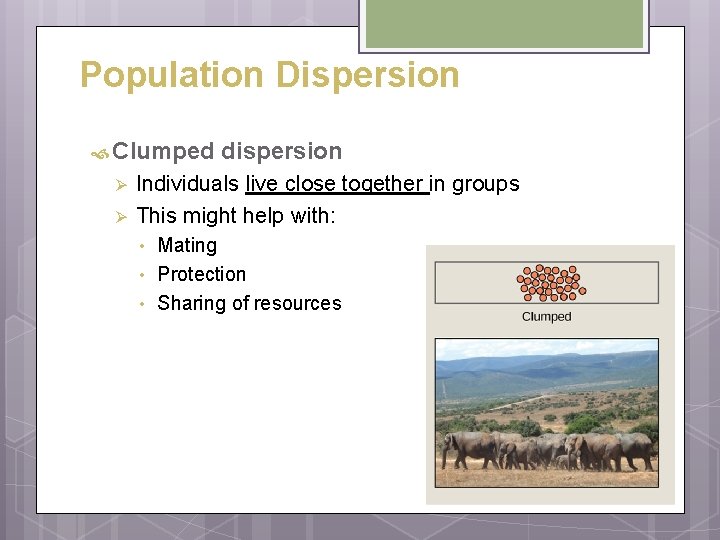 Population Dispersion Clumped Ø Ø dispersion Individuals live close together in groups This might