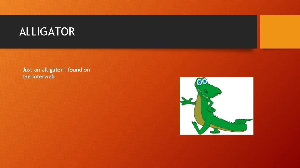ALLIGATOR Just an alligator I found on the interweb 