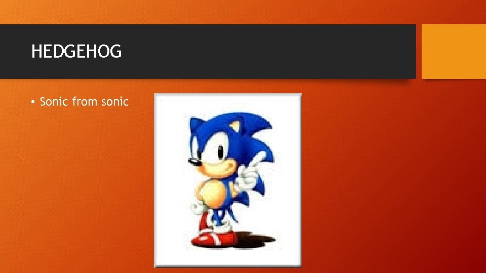 HEDGEHOG • Sonic from sonic 