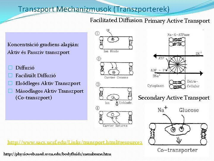 Transzport Mechanizmusok (Transzporterek) Facilitated Diffusion Primary Active Transport Koncentráció gradiens alapján: Aktiv és Passziv