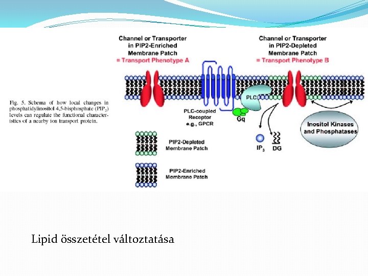 Lipid összetétel változtatása 