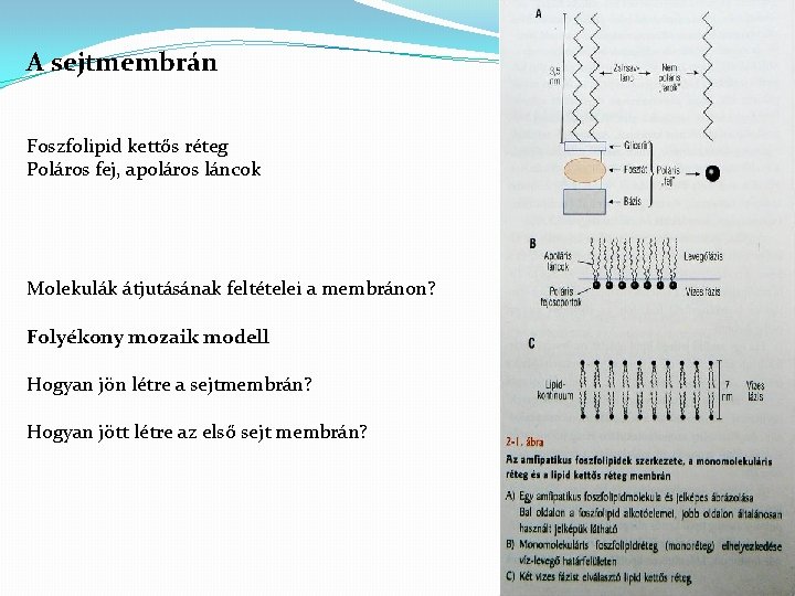 A sejtmembrán Foszfolipid kettős réteg Poláros fej, apoláros láncok Molekulák átjutásának feltételei a membránon?