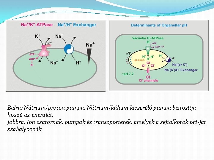 Balra: Nátrium/proton pumpa. Nátrium/kálium kicserélő pumpa biztosítja hozzá az energiát. Jobbra: Ion csatornák, pumpák
