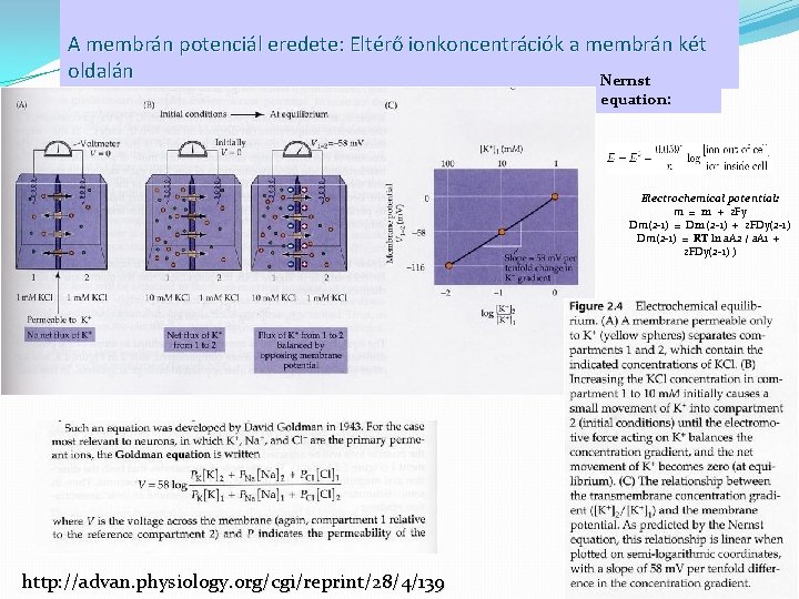 A membrán potenciál eredete: Eltérő ionkoncentrációk a membrán két oldalán Nernst equation: Electrochemical potential: