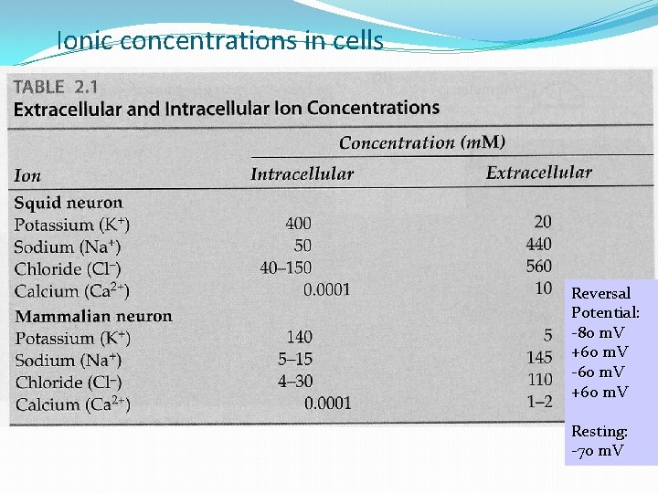 Ionic concentrations in cells Reversal Potential: -80 m. V +60 m. V -60 m.