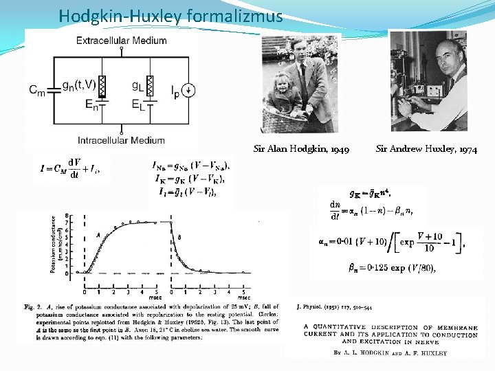 Hodgkin-Huxley formalizmus Sir Alan Hodgkin, 1949 Sir Andrew Huxley, 1974 