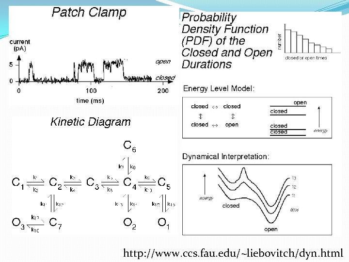 http: //www. ccs. fau. edu/~liebovitch/dyn. html 