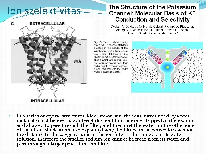 Ion szelektivitás • In a series of crystal structures, Mac. Kinnon saw the ions