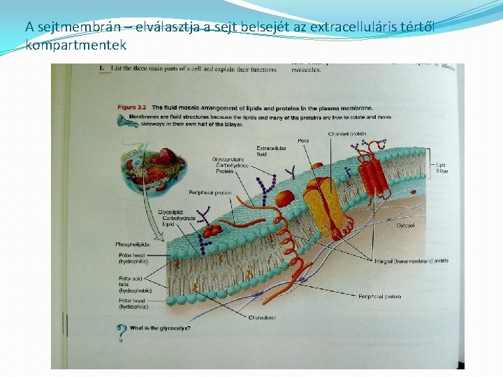 A sejtmembrán – elválasztja a sejt belsejét az extracelluláris tértől kompartmentek 