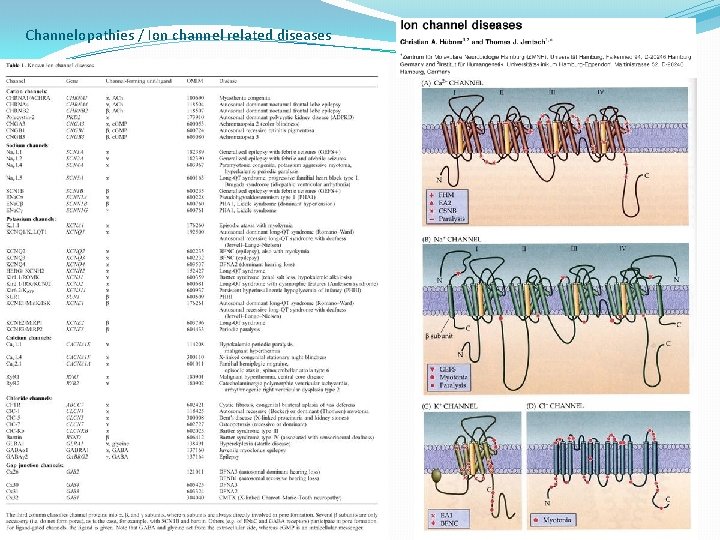 Channelopathies / Ion channel related diseases 