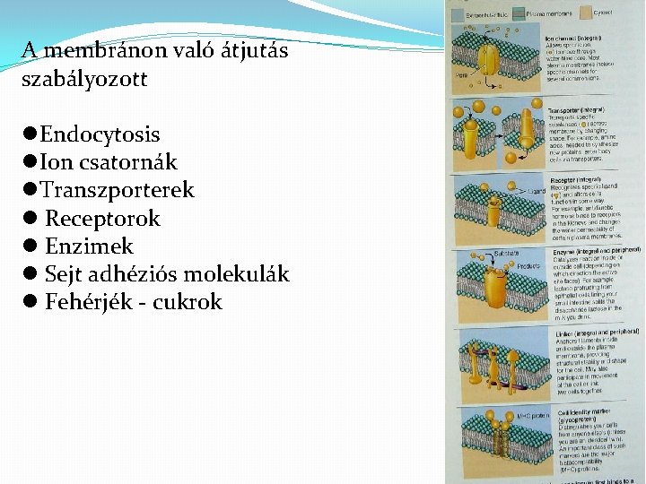 A membránon való átjutás szabályozott Endocytosis Ion csatornák Transzporterek Receptorok Enzimek Sejt adhéziós molekulák