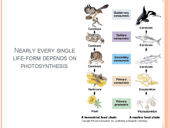 NEARLY EVERY SINGLE LIFE-FORM DEPENDS ON PHOTOSYNTHESIS. 