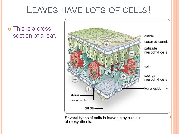 LEAVES HAVE LOTS OF CELLS! This is a cross section of a leaf. 