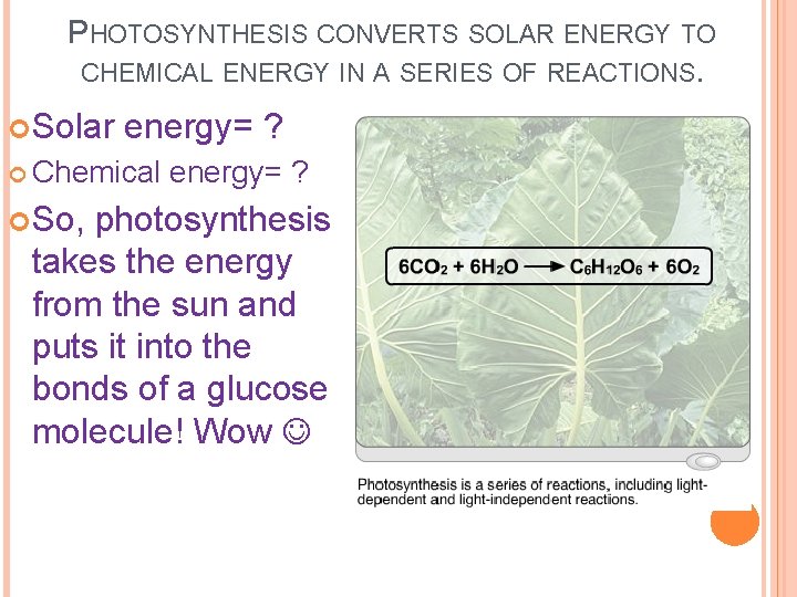 PHOTOSYNTHESIS CONVERTS SOLAR ENERGY TO CHEMICAL ENERGY IN A SERIES OF REACTIONS. Solar energy=
